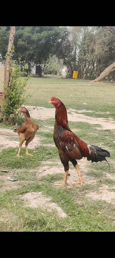 Aseel pair eggs laying