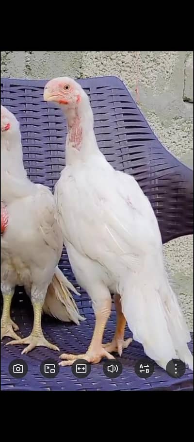 Parrot big. murga age 3month My WhatsApp 03490367553