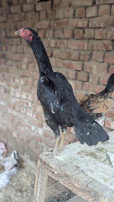 thai, Pakoy, burmi, vait, shamo, drummer ,