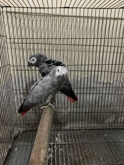 2 pairs of grey parrots