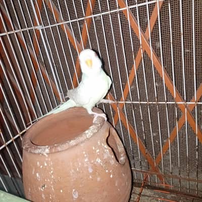 Albino red eyes pair for sale