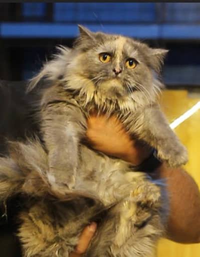 pershian female cat