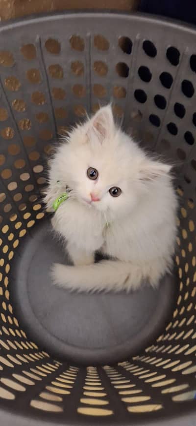 active and healthy kitten male