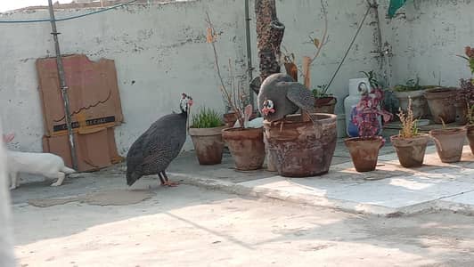 African guinea fowls hens paire ready to eggs in next months
