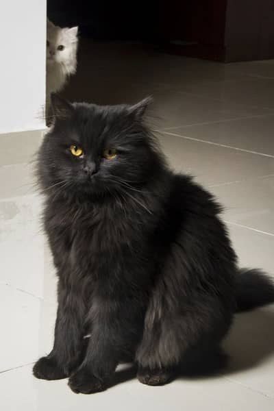 Black Male Cat