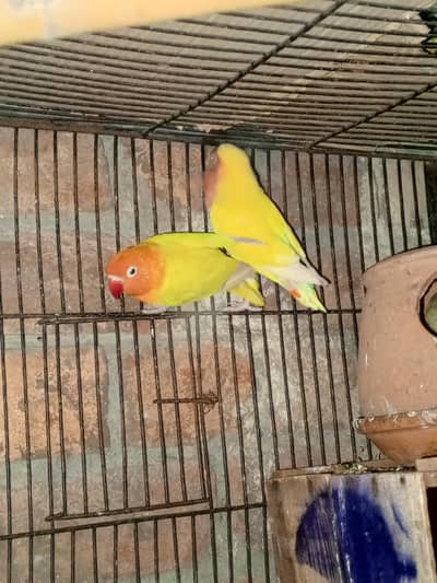 latino pair available