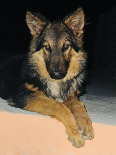 German Shepherd Long Coat