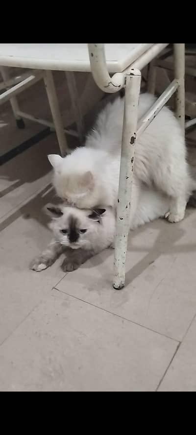 Himalayan mated female