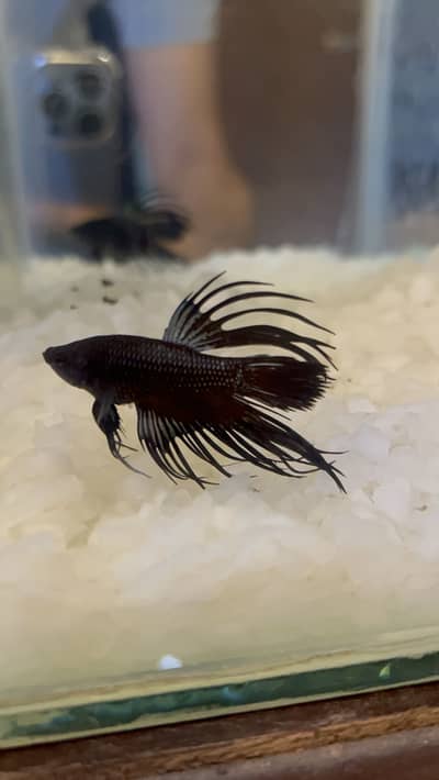 Crown tail betta/ candy betta available