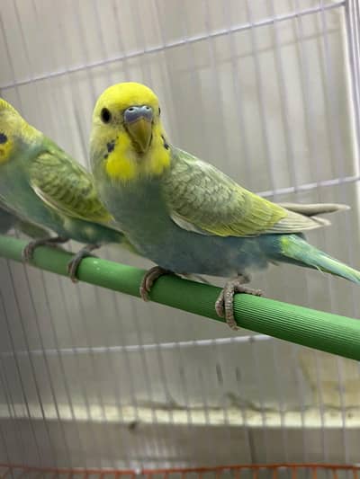 Rainbow  2 pair and 1 female   egg