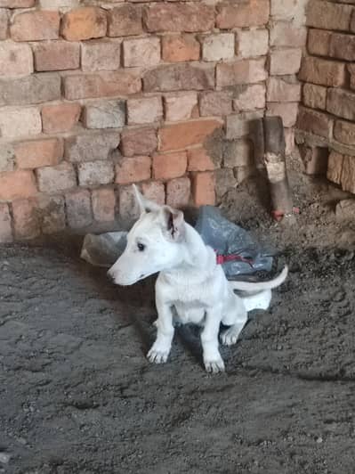 gultair female for sale