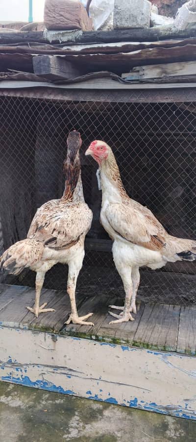 Aseel Shamo Croos Females Available