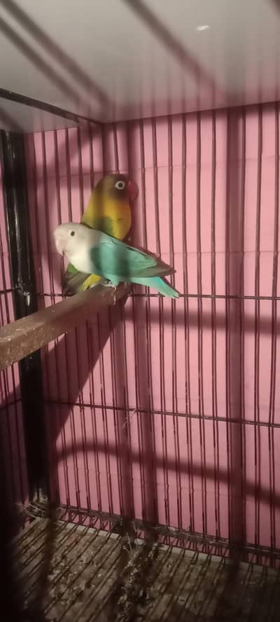 lovebirds voylot online mix 