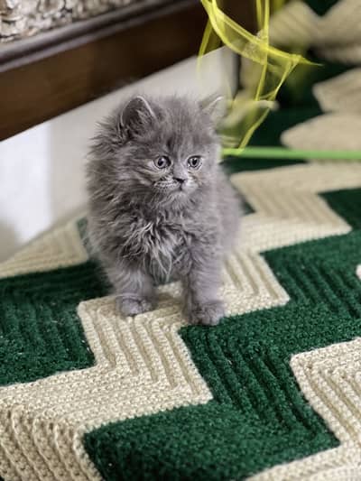 Persian grey punch face male kitten triple coated for sale