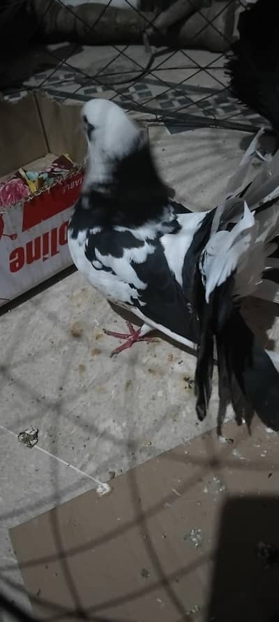 lucky labotar 4 peice beautiful colour