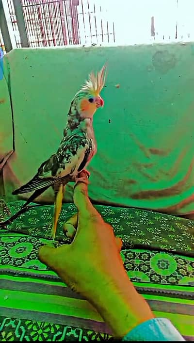 friendly hand tame cocktail zero bite