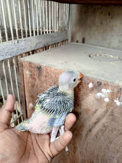 Ringneck and raw chick