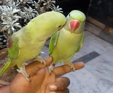 Kashmiri Raw Chicks Male and Female