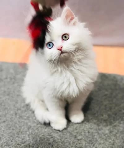 Persian female kitten for sale My WhatsApp number 0325-022-6756