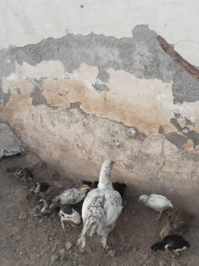 aseel murgi plus  14 bachay  03046795480