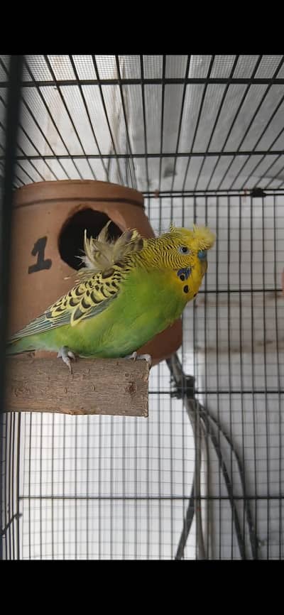 "Hogo Double flower Crusted Male"