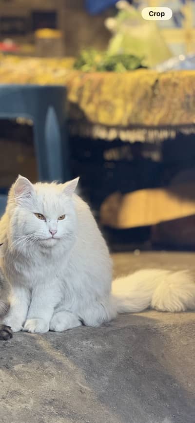 Tyson male cat 15 months age with yellow eyes