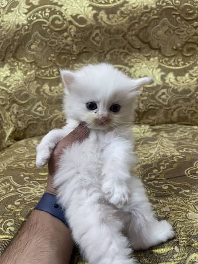 Persian kitten