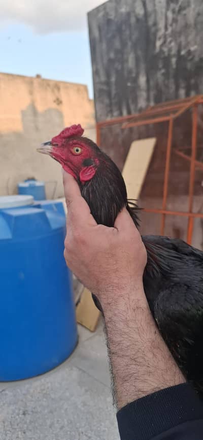 3 mushka 1 jawa home bread pathay pair grandiose walay