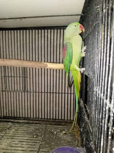 breader female 03143275503