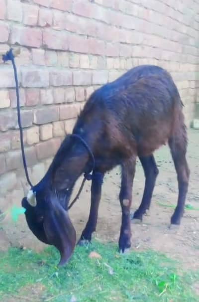 mashallah sy 3 month ki gaban ha