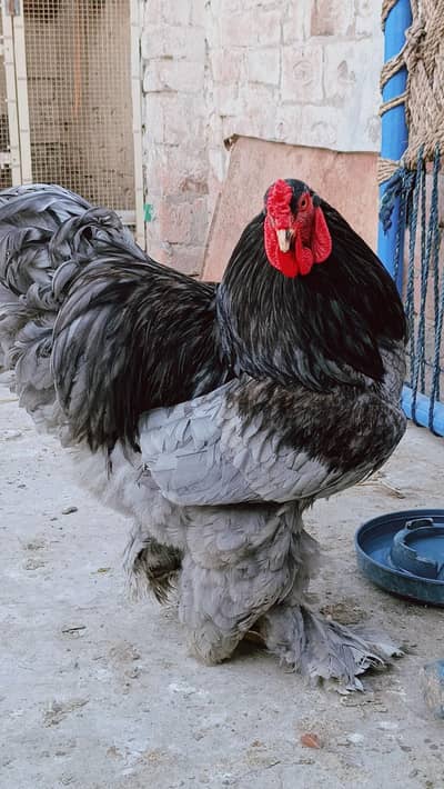  Top Quality Brahma Birds For Sale! 