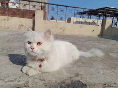 persian male