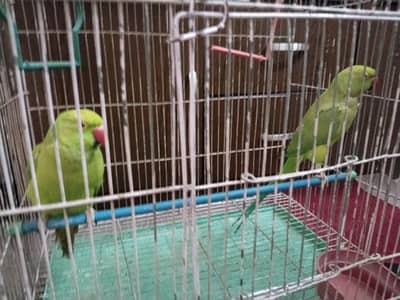 beautiful females ringneck