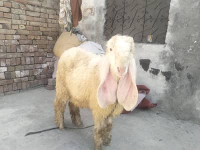 Gulabi Kajla tota face