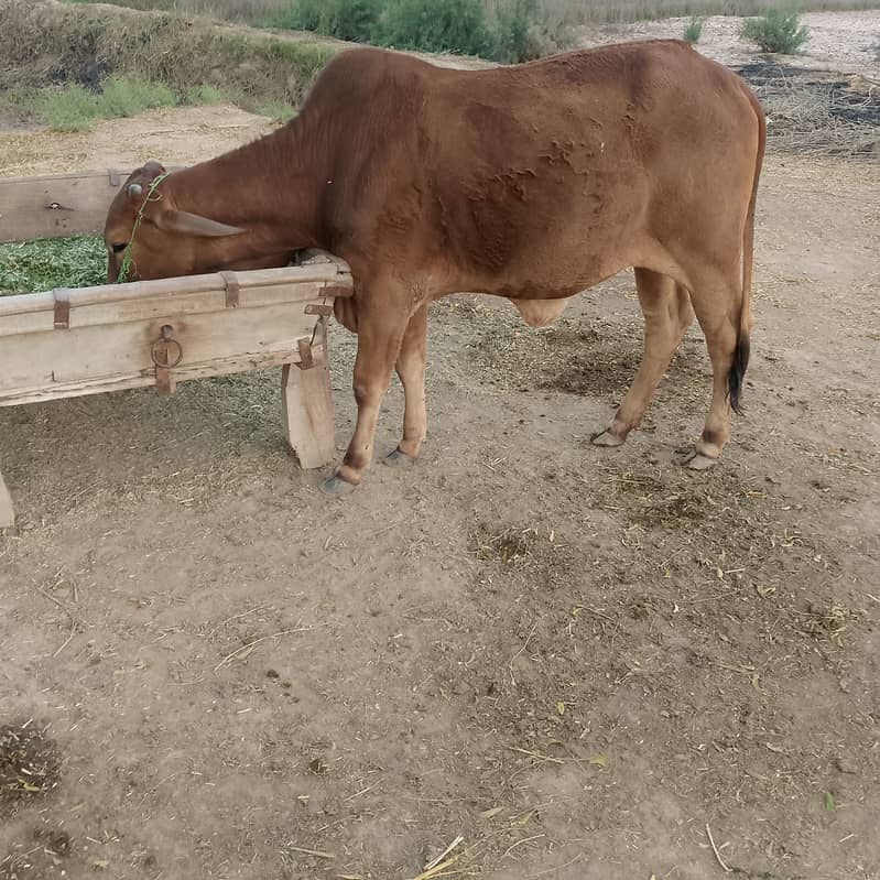 خالص ساہیوال نسل کی صحت مند کھیری بچھڑی فروخت کے لیے 0