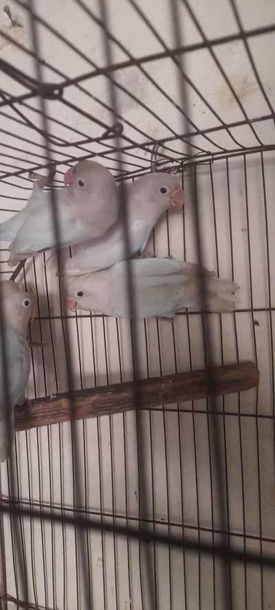 3 Pairs Albino personata red eye
