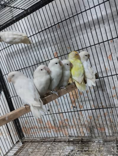 alino lovebirds healthy