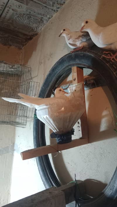 available in different cities dm us