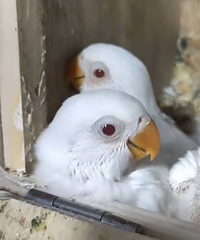 Need Albino Red Eyes And Crimeno Red Eyes Chicks For Hand Team