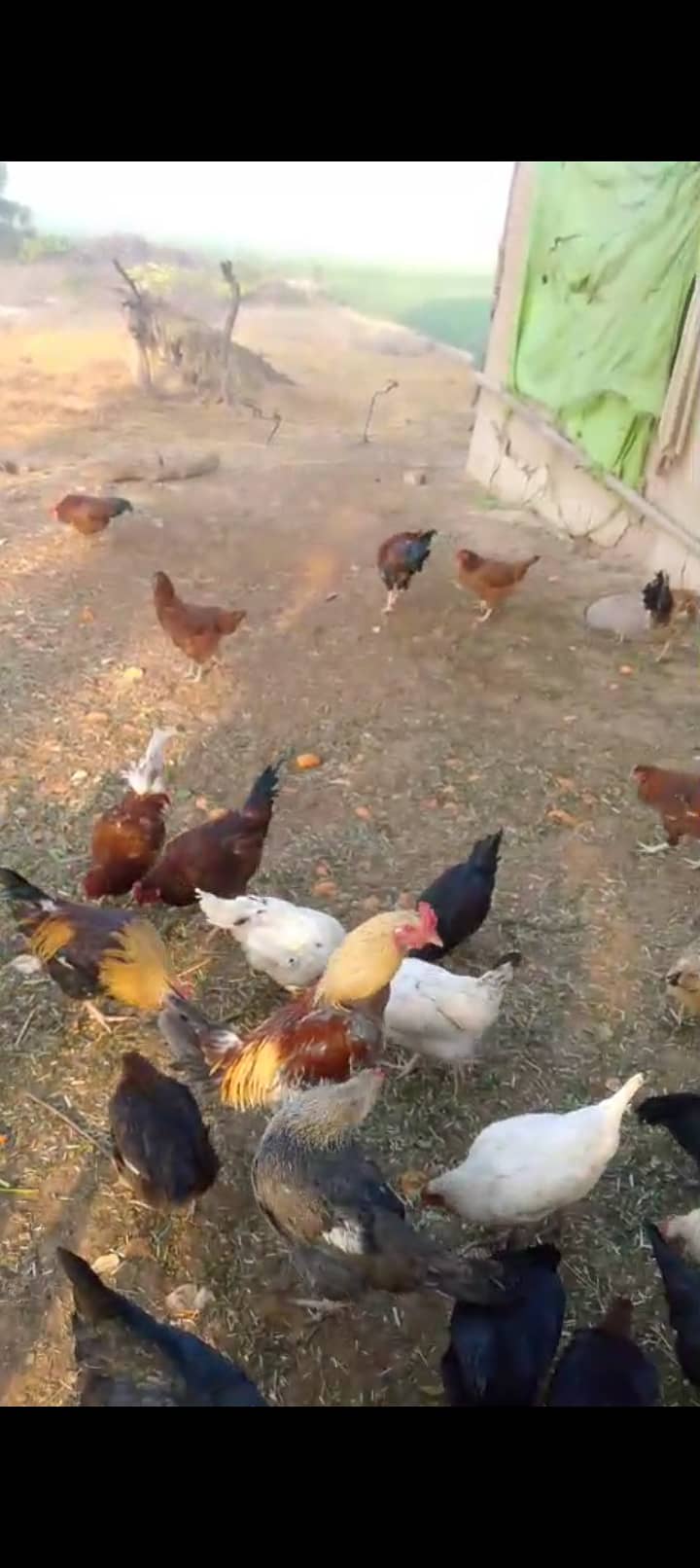 گھر کی پالی ہوئی دیسی ویکسینیٹیڈ مرغیاں 0