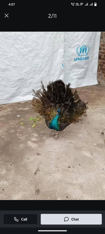 peacock Healthy 2year age