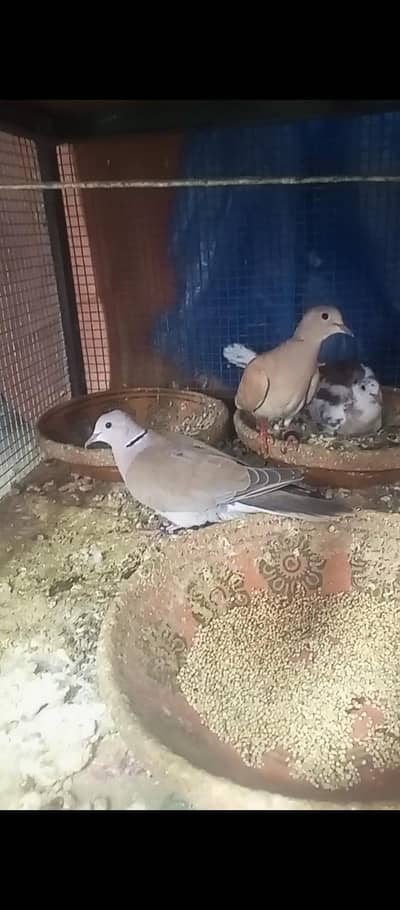 khumray 2 breeder pair