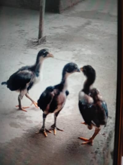 3 high quality aseel chicks.