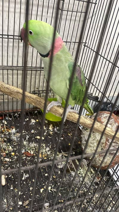 toota parot male active