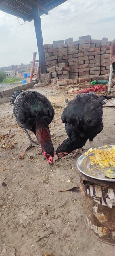 thai pair and chiks for sale