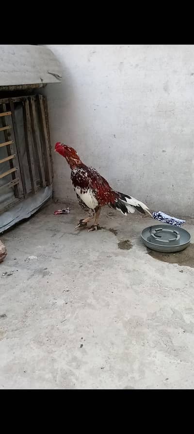 aseel murga location Lahore green town price 3500