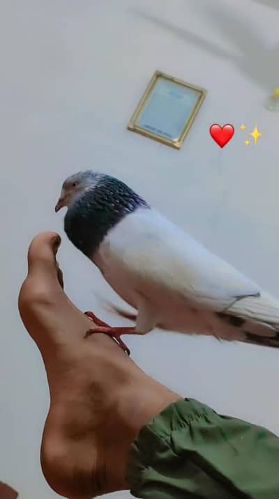 hand tame pigeon