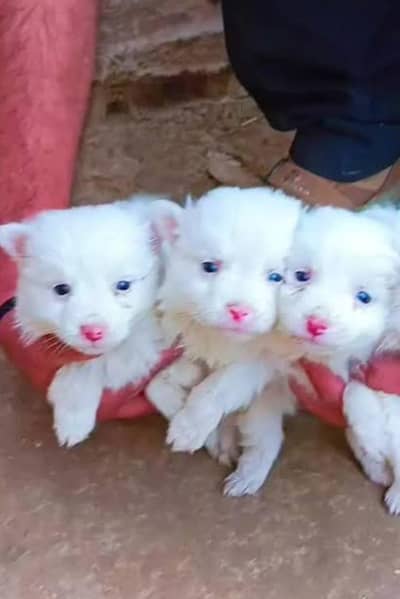 Russian dog puppy 03101565438