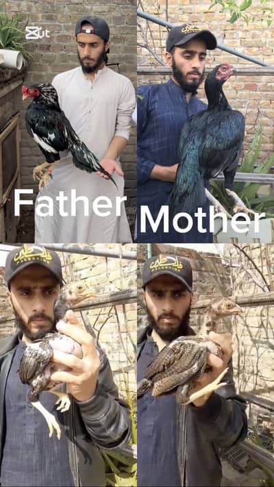 Aseel lasani chicks pair