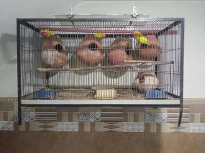 Love bird 3 pair with cage